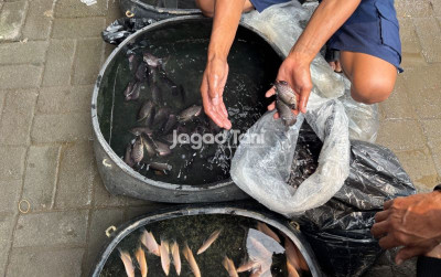 uploads/news/2025/10/segini-harga-bibit-ikan-8169167eed59d0c_400.jpeg