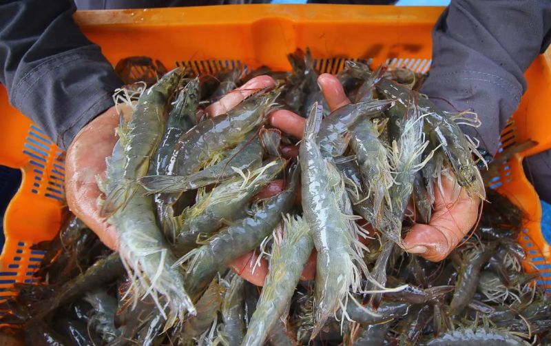 uploads/news/2025/10/udang-menjadi-produk-olahan-2435814f6817a1d.jpeg