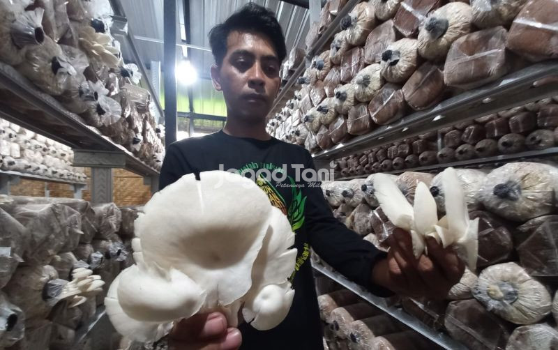 uploads/news/2025/11/budidaya-jamur-tiram-untuk-972297747058a46.jpg