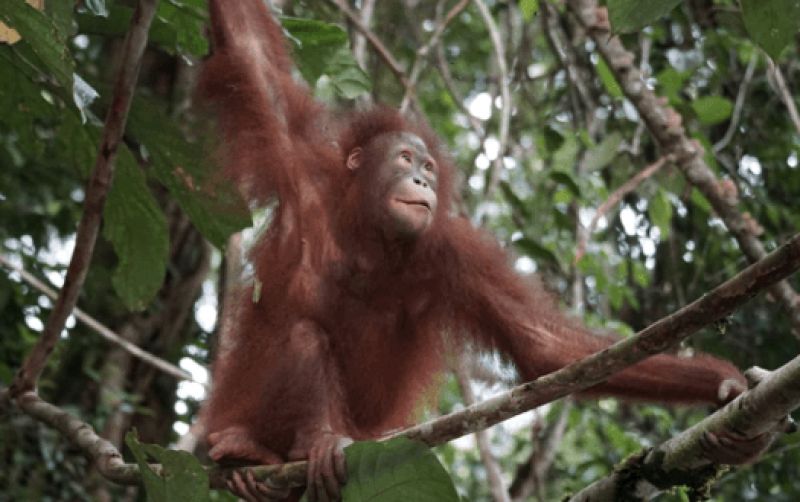 uploads/news/2025/11/dua-orangutan-kalimantan-kembali-305100c7de0bcfd.png