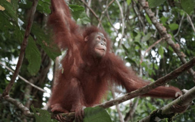 uploads/news/2025/11/dua-orangutan-kalimantan-kembali-305100c7de0bcfd_400.png