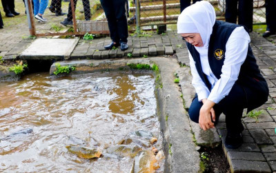 uploads/news/2025/11/ikan-mas-punten-jadi-80624a78350fa03_400.jpeg