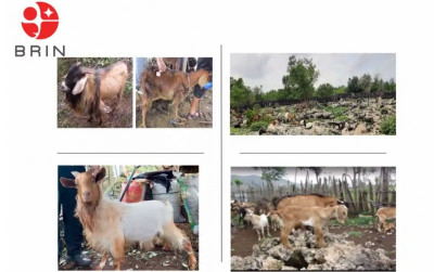 uploads/news/2025/11/mengungkap-kekayaan-genetik-kambing-99001e9d40a244e_400.png