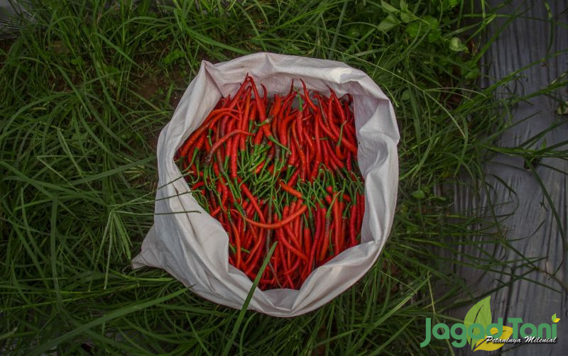 uploads/news/2025/11/pantauan-harga-rerata-cabai-89118534482ef97.jpg