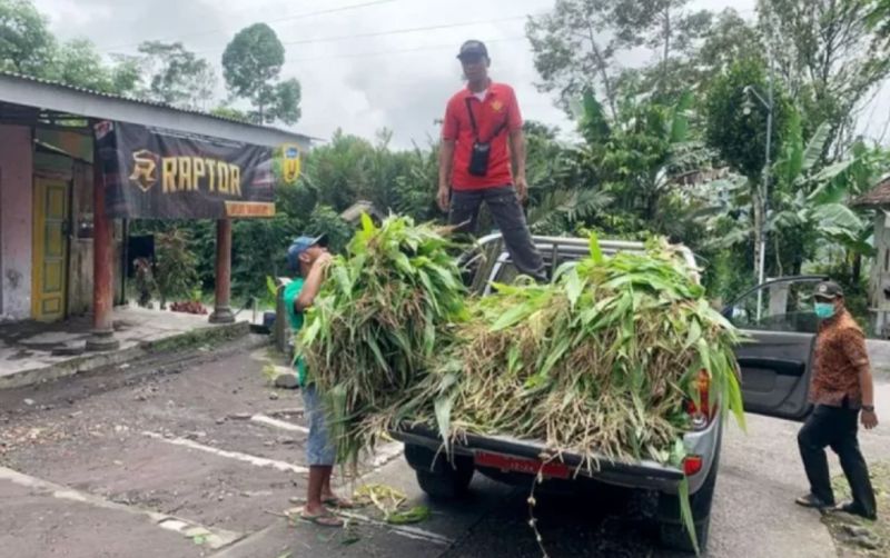 uploads/news/2025/11/peternakan-terdampak-erupsi-semeru--22909ebe698073e.png