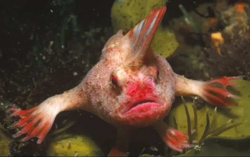 uploads/news/2025/11/red-handfish-hewan-laut-85746b699fbdebe.png