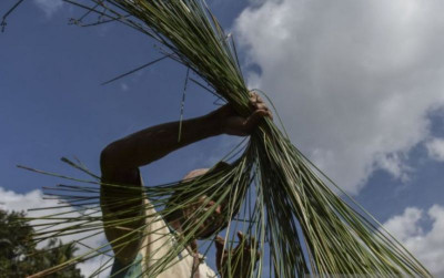 uploads/news/2025/11/rumput-mendong-dari-rawa-24021f360a31cb1_400.jpg