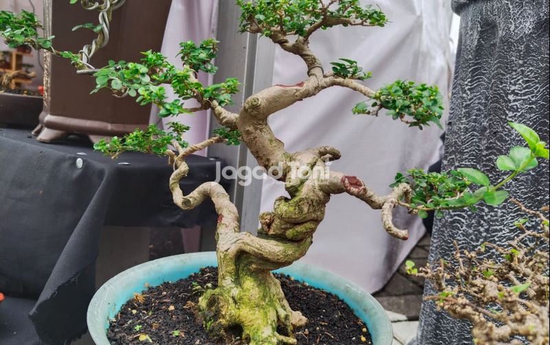 uploads/news/2025/11/tantangan-merawat-bonsai-ala-26188e29f5d4c1d.jpeg