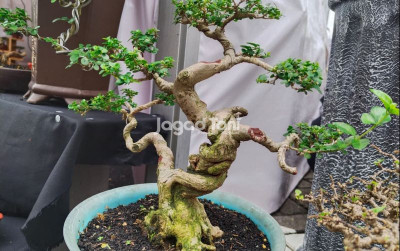 uploads/news/2025/11/tantangan-merawat-bonsai-ala-26188e29f5d4c1d_400.jpeg