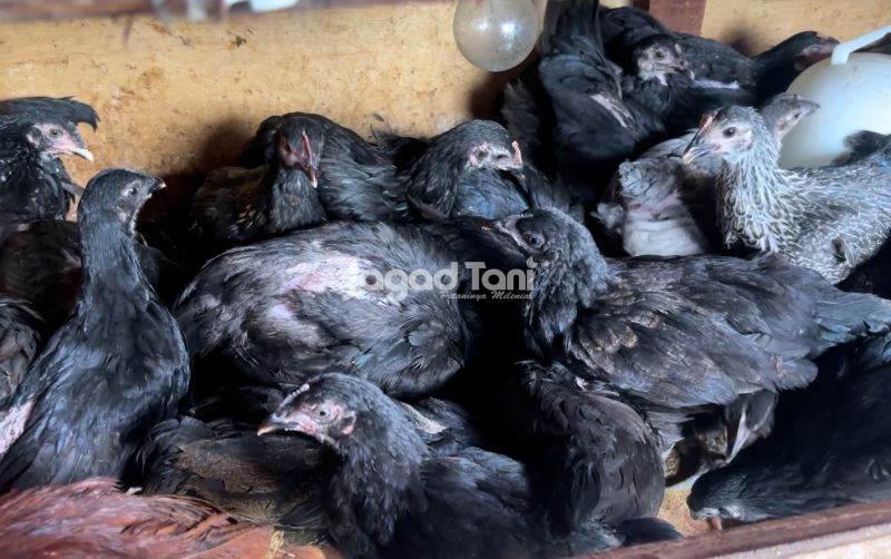 uploads/news/2025/12/ayam-kub-1-produktif-8831991d789d60c.jpeg