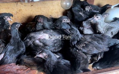uploads/news/2025/12/ayam-kub-1-produktif-8831991d789d60c_400.jpeg