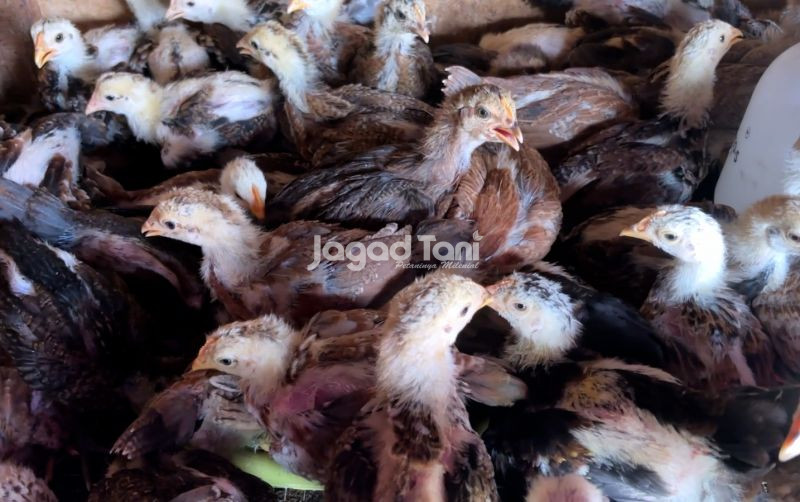 uploads/news/2025/12/ayam-kub-2-janaka-ayam-76315a85d4d85e0.jpeg