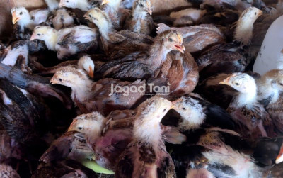 uploads/news/2025/12/ayam-kub-2-janaka-ayam-76315a85d4d85e0_400.jpeg