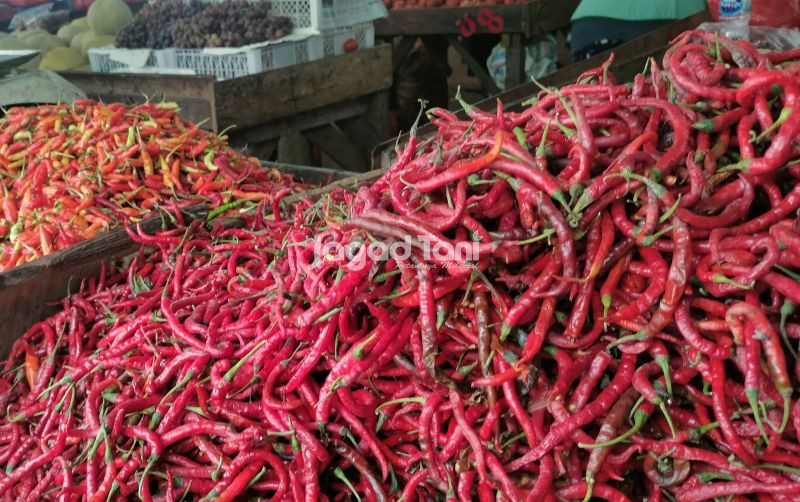 uploads/news/2025/12/cabai-aceh-masuk-jakarta--86153e86eb9bb30.jpg