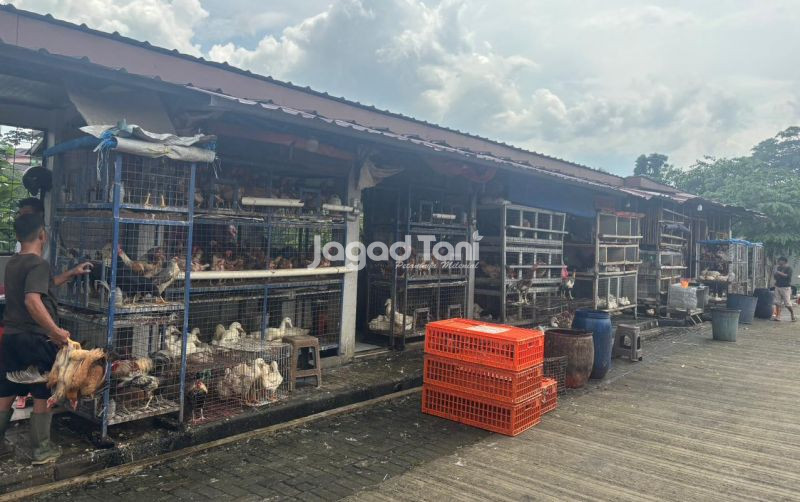 uploads/news/2025/12/harga-unggas-pasar-jambu-309651e19d36e4d.jpeg