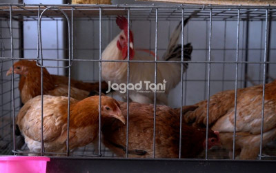 uploads/news/2025/12/hobi-unggas-jadi-sarana-815772fc3f2f8e9_400.jpeg