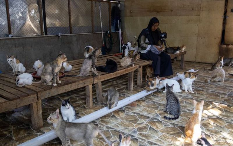 uploads/news/2025/12/kisah-salmiati-selamatkan-kucing-49549495e71a8fc.jpg