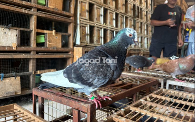 uploads/news/2025/12/mengenal-burung-dara-setengah-63305e6c00b41f6_400.jpeg