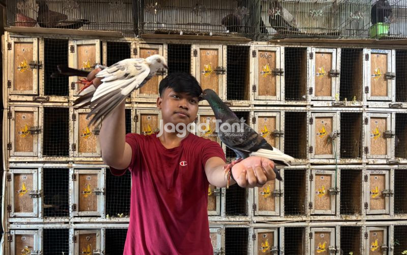 uploads/news/2025/12/mengintip-harga-burung-dara-23662da1ed31d44.jpeg