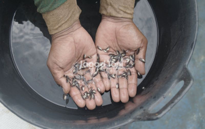 uploads/news/2025/12/menjaga-kesehatan-larva-ikan-1547114cc54e33e_400.jpg