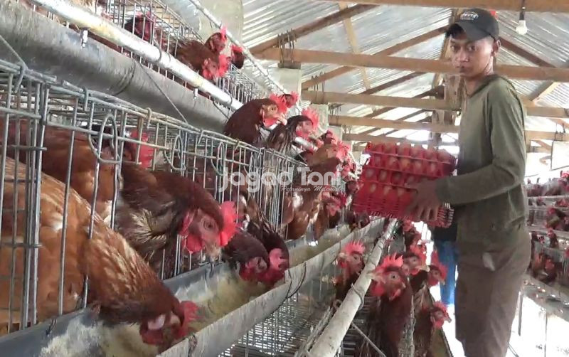 uploads/news/2025/12/peluang-usaha-peternakan-ayam-42358fed5fbf3be.jpg
