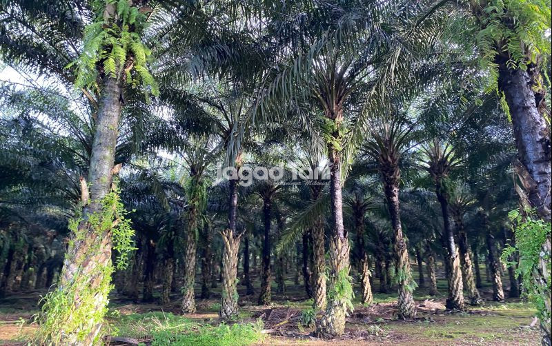 uploads/news/2025/12/peremajaan-sawit-rakyat-legalitas-42149d85b98b077.jpg