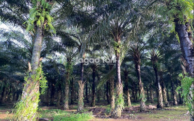 uploads/news/2025/12/peremajaan-sawit-rakyat-legalitas-42149d85b98b077_400.jpg