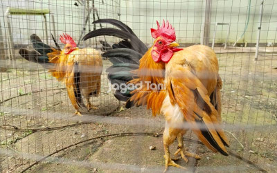 uploads/news/2025/12/pesona-ayam-serama-si-72006cdc8a3f114_400.jpeg