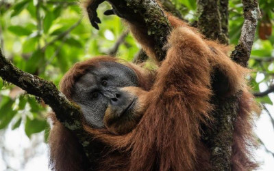 uploads/news/2025/12/pongo-tapanuliensis-orang-utan-173011ff4c15a41_400.jpg