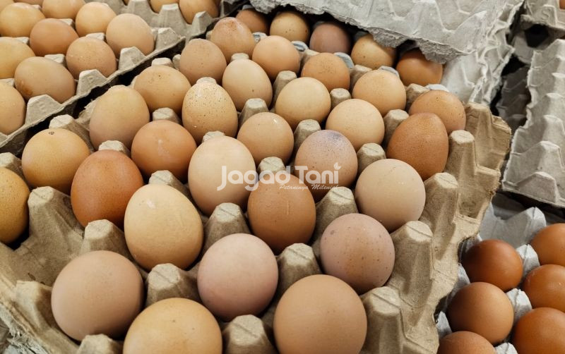 uploads/news/2025/12/stok-telur-ayam-ras-29961cb1e189e28.jpeg
