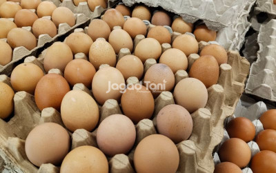 uploads/news/2025/12/stok-telur-ayam-ras-29961cb1e189e28_400.jpeg