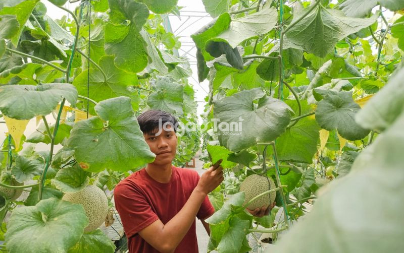 uploads/news/2025/12/varietas-melon-jepang-warnai-61512067f5df974.jpeg