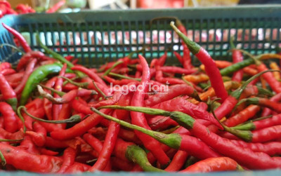 uploads/news/2026/01/cara-menyimpan-cabai-supaya-734641a153b08eb_400.jpg