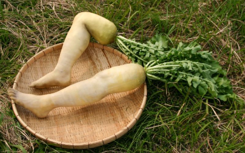 uploads/news/2026/01/daikon-legs-lobak-jepang-62514d426ccff80.png