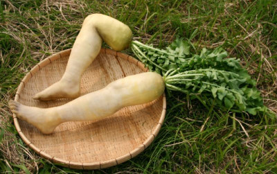 uploads/news/2026/01/daikon-legs-lobak-jepang-62514d426ccff80_400.png