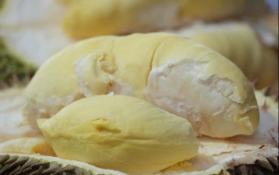 uploads/news/2026/01/durian-beku-indonesia-resmi-92925422f32d9ed_400.png