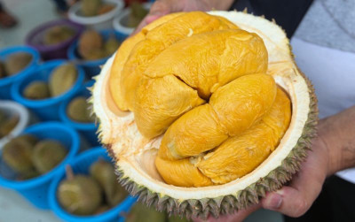 uploads/news/2026/01/hermes-nya-durian-musang-king-31401d29dcc71d1_400.jpg