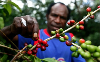 uploads/news/2026/01/kopi-wamena-jawara-arabika-113941636c86ded_400.png