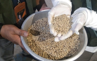 uploads/news/2026/01/muntok-white-pepper-andalan-658271df9fe15e7_400.jpg