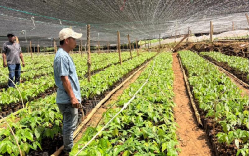 Penguatan Komoditas Kakao Dimulai dari Benih Unggul