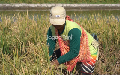 uploads/news/2026/01/petani-muda-dibutuhkan-untuk-133067ea366372b_400.jpeg