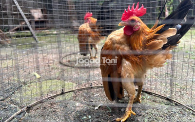 uploads/news/2026/01/seluk-beluk-perawatan-ayam-5822221951f2481_400.jpeg