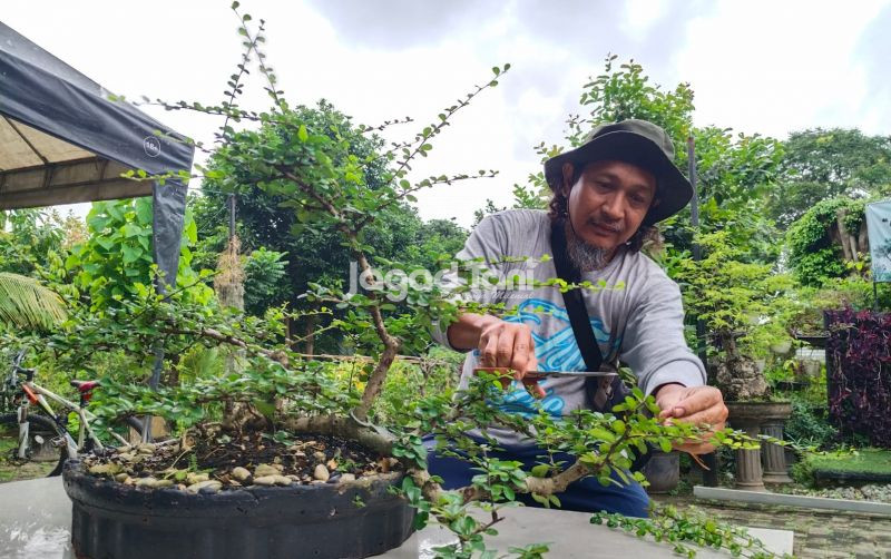 uploads/news/2026/01/seni-merawat-bonsai-dengan-330940c1a7251fd.jpeg