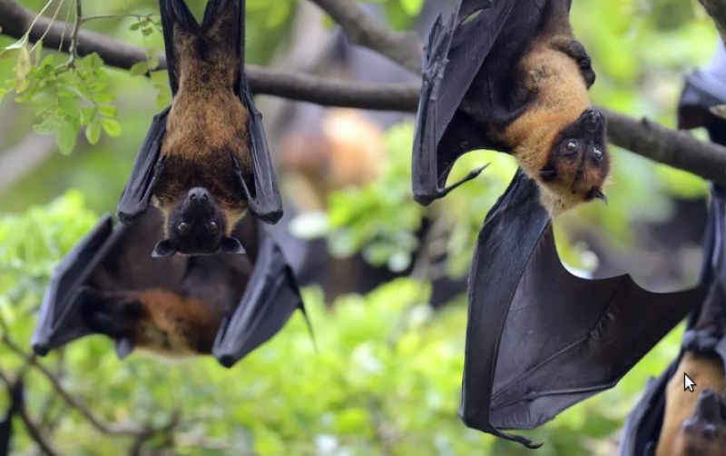 uploads/news/2026/02/cegah-masuknya-virus-nipah--78101a19ddbe22a.png