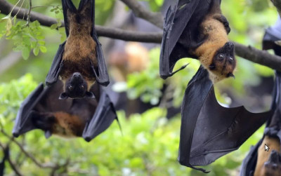 uploads/news/2026/02/cegah-masuknya-virus-nipah--78101a19ddbe22a_400.png
