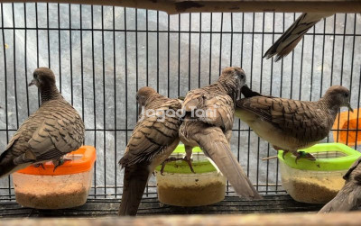 uploads/news/2026/02/ciri-khas-burung-perkutut-64464332412d48c_400.jpeg