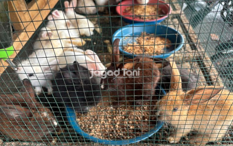 Harga Kelinci dan Marmut di Pasar Gembrong
