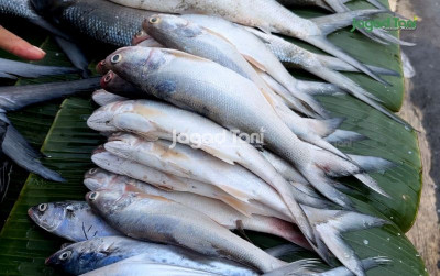 uploads/news/2026/02/ikan-senangin-pangan-bergizi-11977c4d048cb62_400.jpeg
