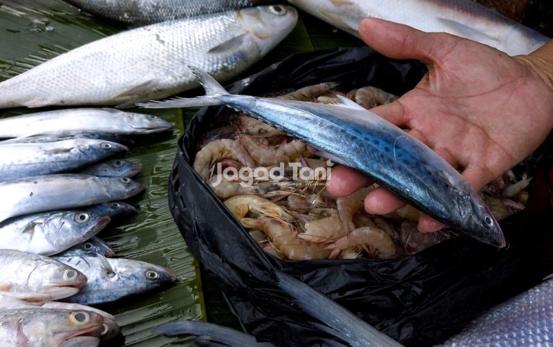 uploads/news/2026/02/jika-ditemukan-ikan-berformalin--63271fafb913adc.jpeg