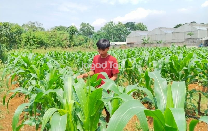 uploads/news/2026/02/jumlah-produksi-jagung-pangan-848101f8b477a80.jpeg